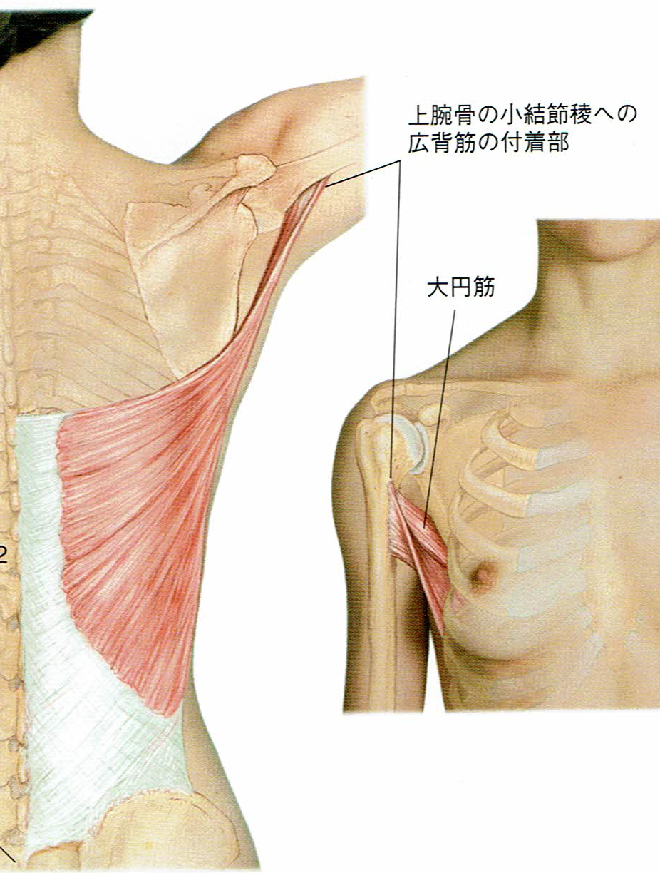 マッサージ実践 広背筋 大円筋 三角筋 ローテーターカフ Yorozulibrary